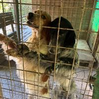 Vendita Setter Inglesi
