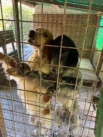 Vendita Setter Inglesi