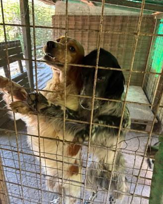 Vendita Setter Inglesi