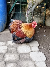 Galletti di cocincina nana ornamentale e coppia