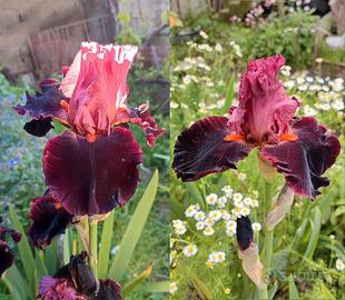IRIS - 5 bulbi rizomi - Collezione piante da fiore
