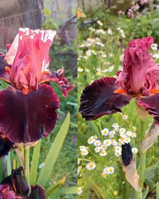 IRIS - 5 bulbi rizomi - Collezione piante da fiore