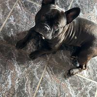 Bulldog francese per monta
