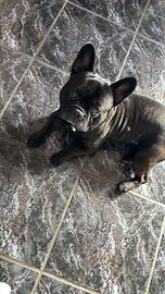 Bulldog francese per monta