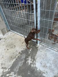 Cuccioli di Pinscher (Pincher) cioccolato