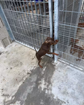 Cuccioli di Pinscher (Pincher) cioccolato