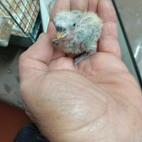 Inseparabili pulli pappagalli