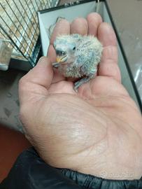 Inseparabili pulli pappagalli