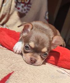 chihuahua chocolate tricolor 