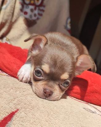 chihuahua chocolate tricolor 