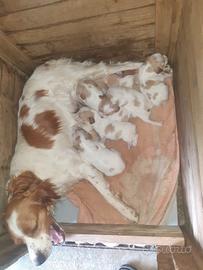Cuccioli espagneul breton