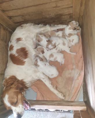 Cuccioli espagneul breton