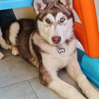 Cuccioli di husky