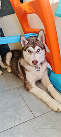 Cuccioli di husky
