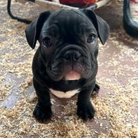 Bulldog francese
