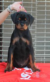 Cuccioli dí Rottweiler