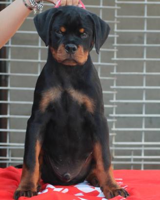 Cuccioli dí Rottweiler