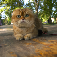 Scottish Fold Monta Pedigree