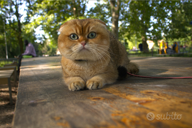 Scottish Fold Monta Pedigree