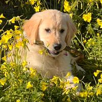 Golden Retriver
