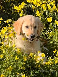 Golden Retriver