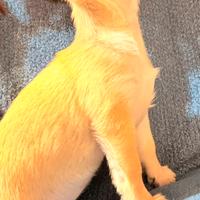 Cucciola di chihuahua