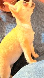 Cucciola di chihuahua