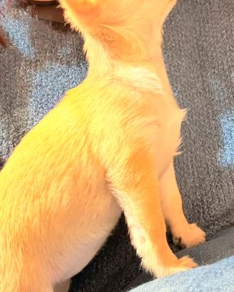 Cucciola di chihuahua