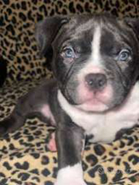 American Bully pocket