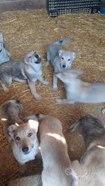 Cuccioli di lupo cecoslovacco