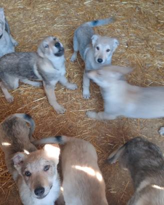 Cuccioli di lupo cecoslovacco