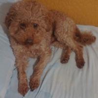 Barbone nano fulvo per accoppiamento