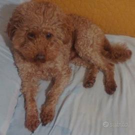 Barbone nano fulvo per accoppiamento