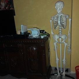 scheletro  umano altezza 1.5 metri 