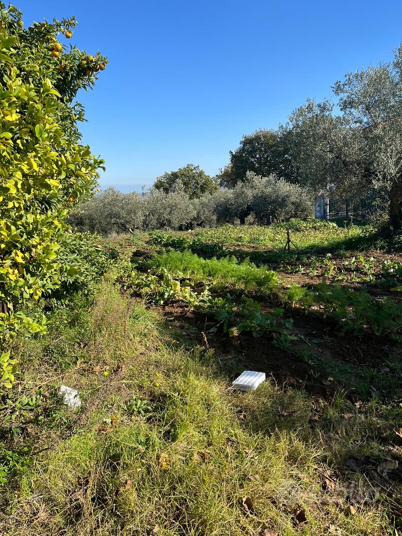 Terreno 6500 mq di cui 1500 mc edifificabili - Vista 4