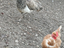 Immagine 4