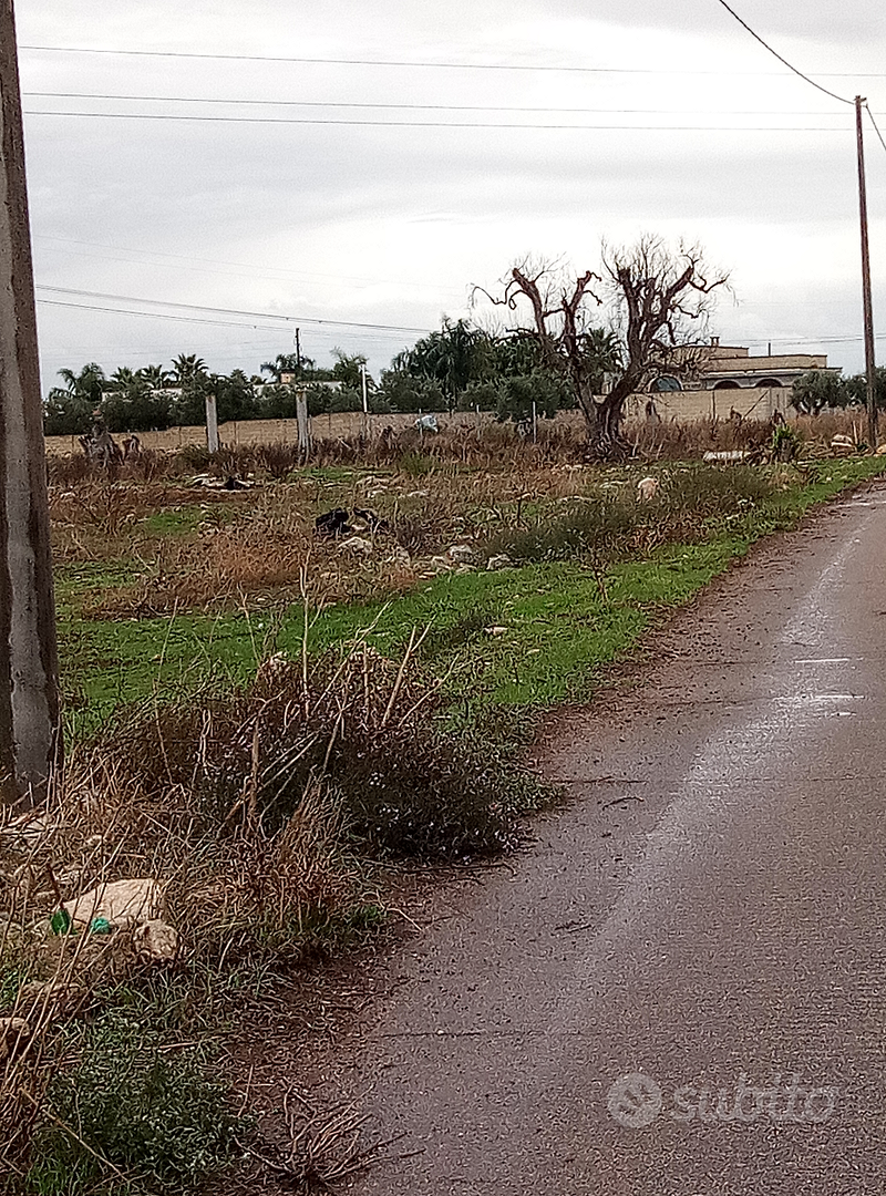 Terreno agricolo edificabile 1 ettaro a Copertino - Vista 2