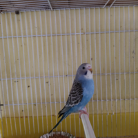 Cocorite di vari colori