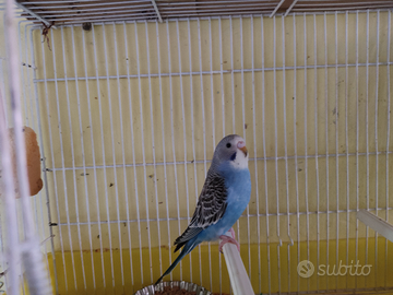 Cocorite di vari colori