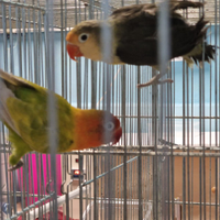 Coppia di inseparabili Fisher mutati