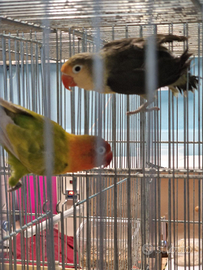 Coppia di inseparabili Fisher mutati