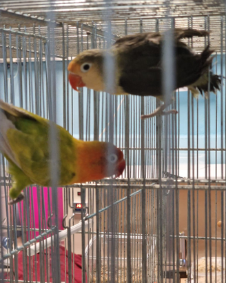 Coppia di inseparabili Fisher mutati