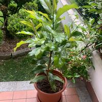 Magnolia
