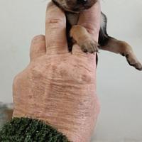 Cihuahua mini mini toy