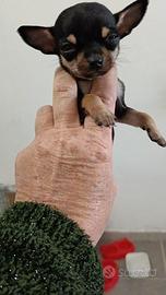 Cihuahua mini mini toy