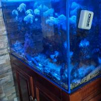 Acquario marino 80x50x40
