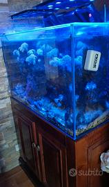 Acquario marino 80x50x40