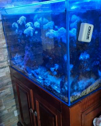 Acquario marino 80x50x40