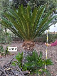 Piante di Cycas - Varie dimensioni 