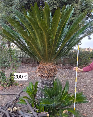 Piante di Cycas - Varie dimensioni 